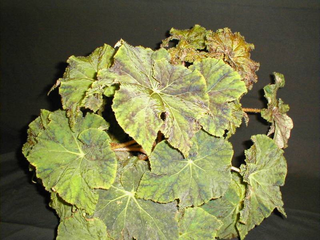 B. ‘Mr. Gringle’